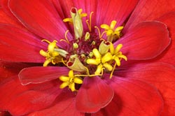 zinnia dreamland red thumbnail graphic